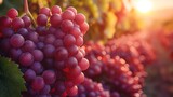 close up bunch of grapes in vineyard with sunlight, Generative Ai