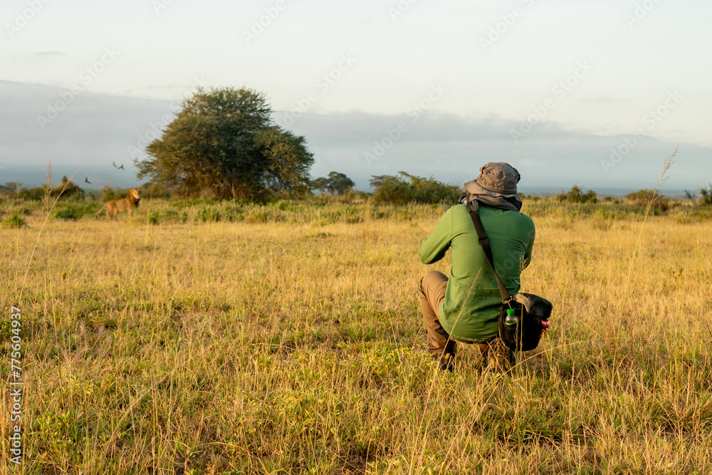 a back view of a man photographing a lion in the bushes. Dangerous African safari. Photo hunting. Tourist photographer on safari in Namibia a back view of a man photographing a lion in the bushes. Dangerous African safari. Photo hunting. Tourist photographer on safari in Namibia