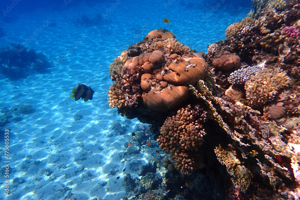 Fototapeta premium nice coral reef in the Egypt, Safaga