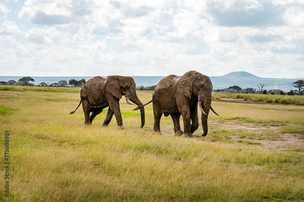 Elephant in Tsavo East National park. Kenya. A family of African elephants bathes in mud.