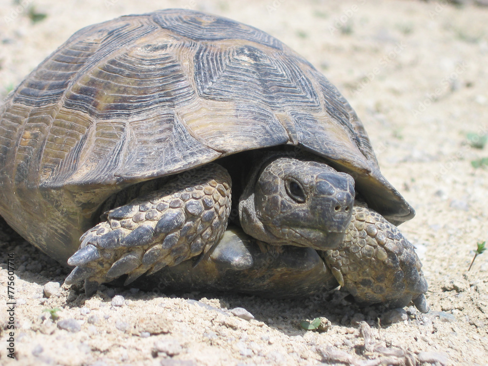 a large turtle on an arid patch of land, close-up