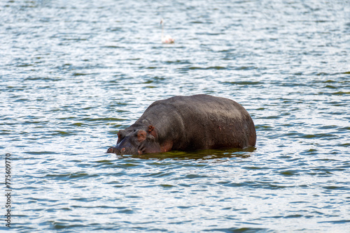 hippopotamus is sitting in the blue water. African animals in the wild. photo