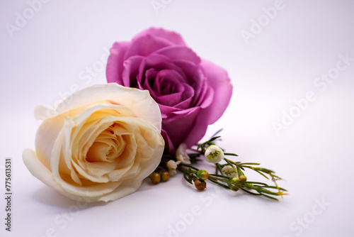 Roses placed together on a white background