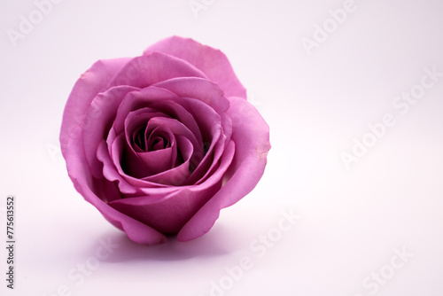 a purple rose sitting on top of a white surface on a table