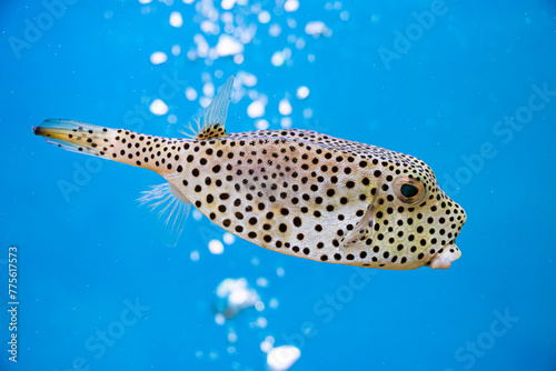 Horn-nosed Boxfish (Ostracion rhinorhynchos)/ Trunkfish, a tropical marine fish (family Ostraciidae), Indo-Pacific region