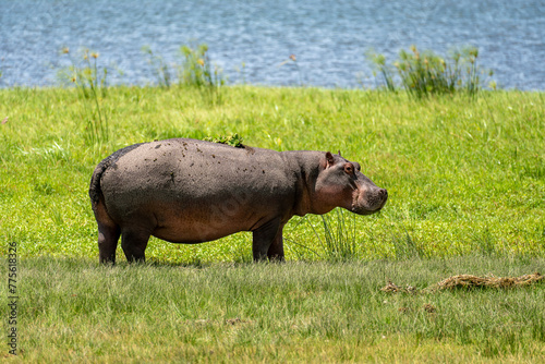 Grazes eats on green grass. pygmy hippo Pygmy hippopotamus is cute little hippo against the background of grass and lake.. photo