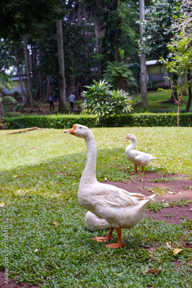 Obraz premium white goose in the park
