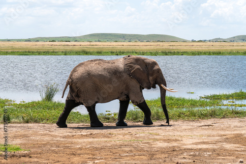 elephant roaming in marsh in Amboseli National Park Kenya Africa