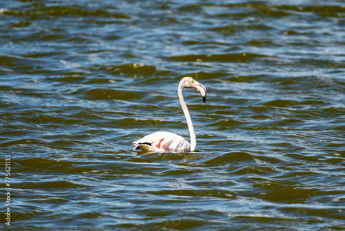 pink flamingo swimming in pond