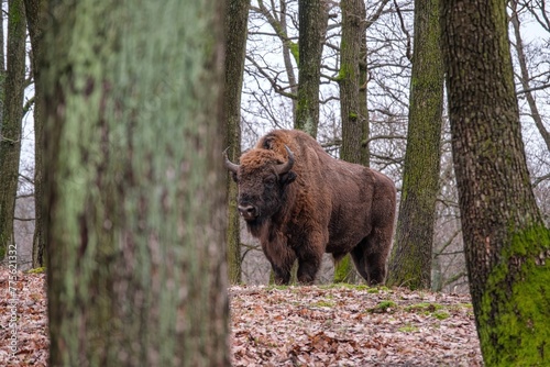 European bison - Bison bonasus zubr or aurochs - a large wild Eurasian ox that was the ancestor of domestic cattle.