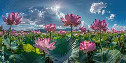A field of pink lotus flowers blooming in the pond