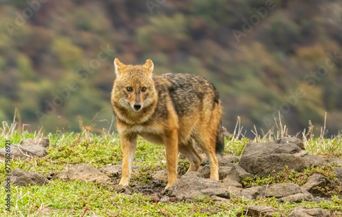 Golden Jackal in a natural habitat