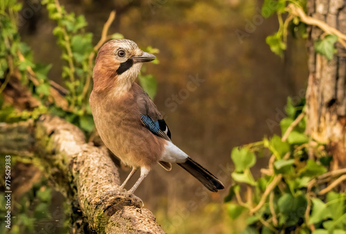 Forest bird Jay (Garrulus glandarius)