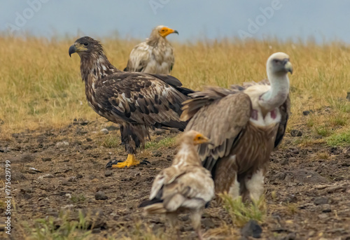 Cinereous  Egyptian and Griffon vultures and white-tailed sea-eagle on feeding station