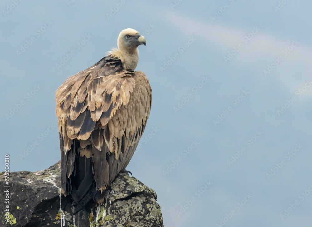 Griffon Vulture (Gyps fulvus) on feeding station Griffon Vulture (Gyps fulvus) on feeding station
