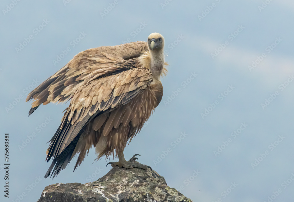 Griffon Vulture (Gyps fulvus) on feeding station