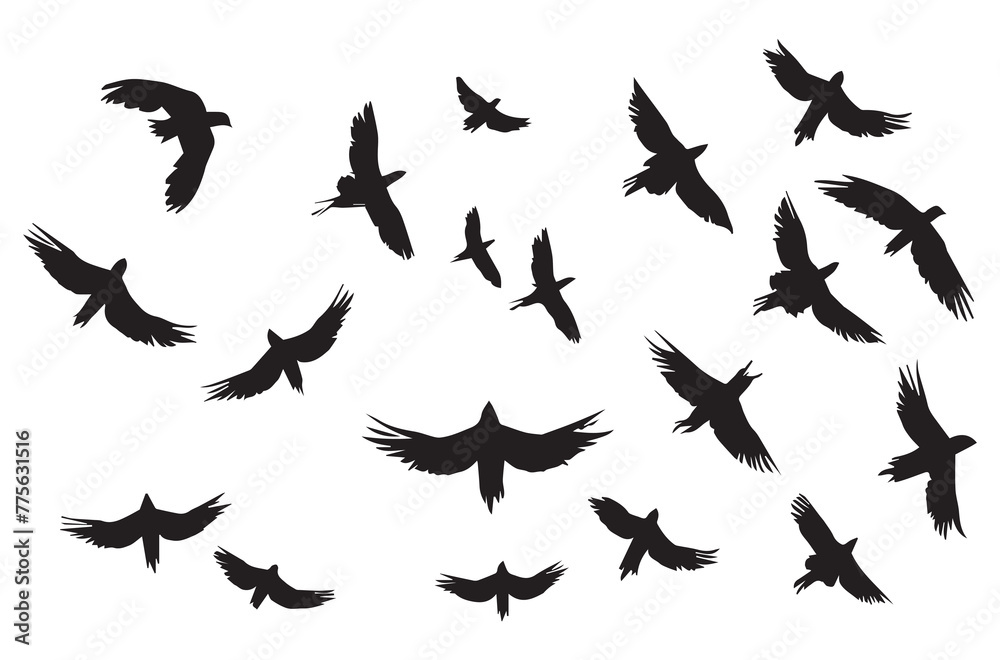 Birds set black silhouette isolated vector Birds set black silhouette isolated vector