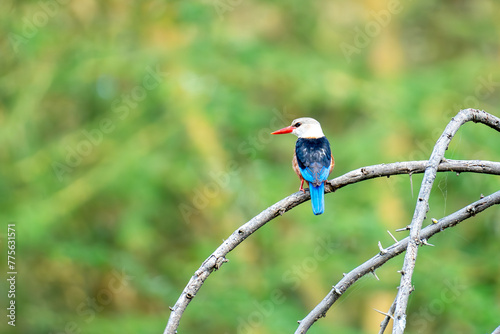 A gray-headed alcyone sits on a tree branch on a green background of foliage. Grey-headed kingfisher Halcyon leucocephala in its natural habitat