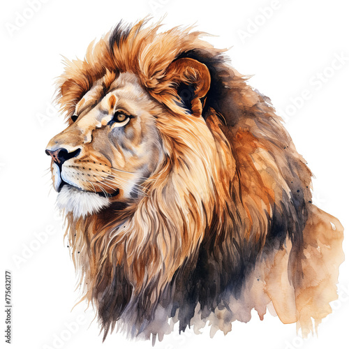 Male lion side view portrait watercolor clipart illustration isolated on transparent background