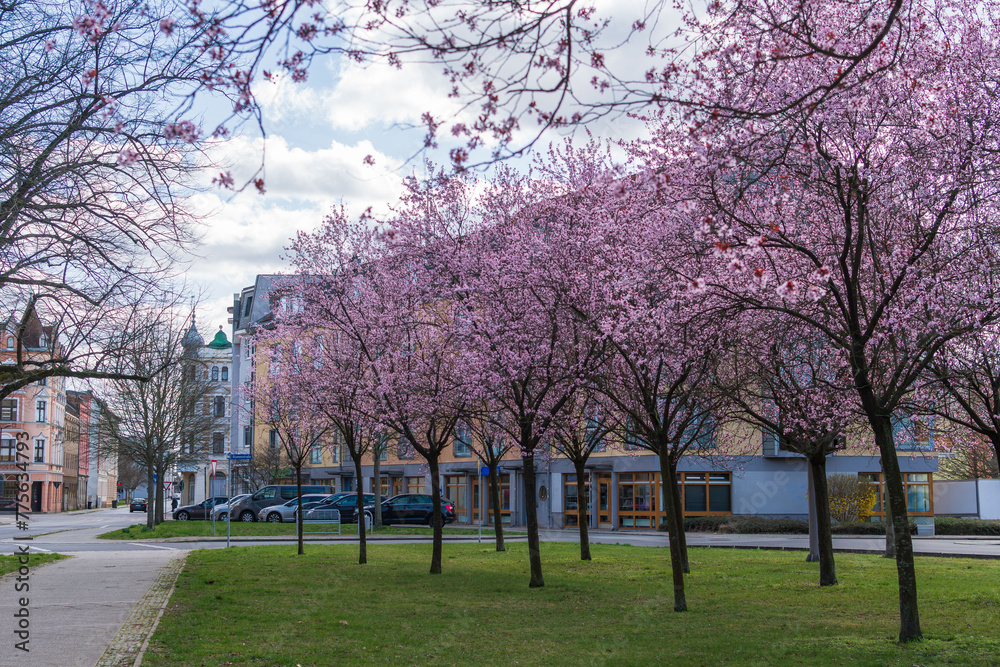 Im Frühling blühen die Bäume in einem wunderschönem pink