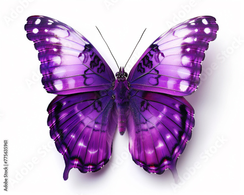 Purple Butterfly isolated on white background