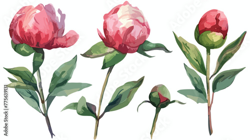 Peony buds in a watercolor style. Vector stock 