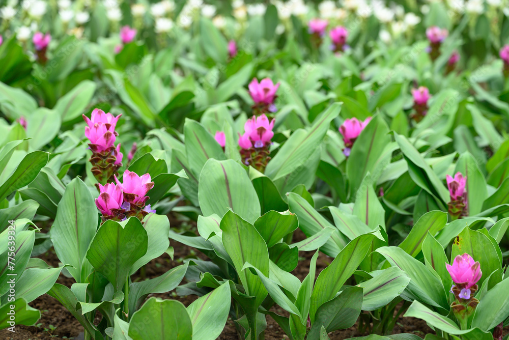 Pink Curcuma alismatifolia flower or Siam tulip blooming in rainy season, Thailand