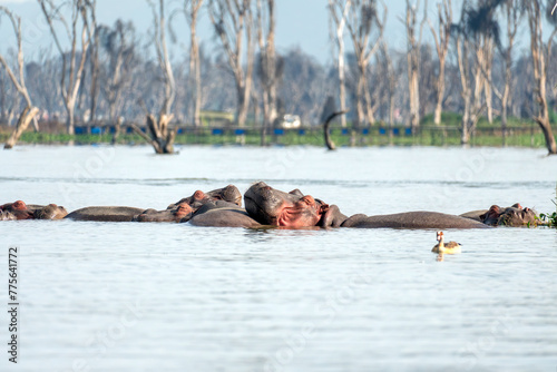 sleeping hippopotamus heads in the swamp. Hippopotamus in Lake Naivasha in Kenya