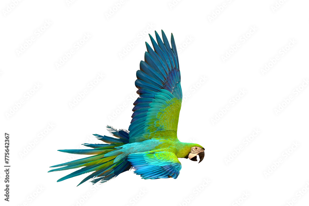 Colorful flying Buff Gold​ Macaw parrot isolated on transparent background png file