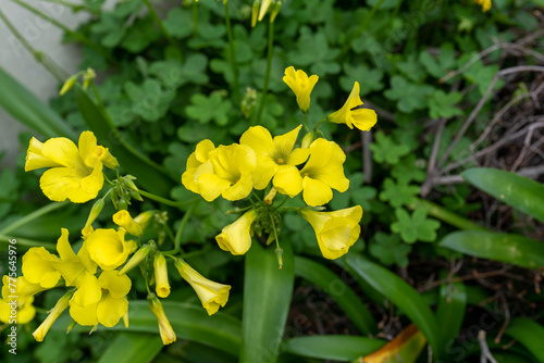 春の花