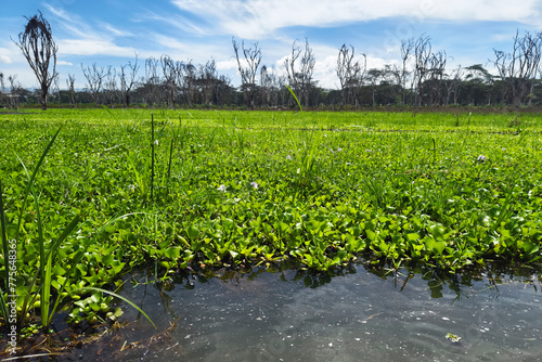 water hyacinth on Lake photo