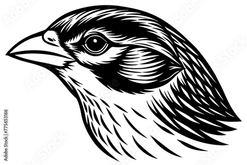 sparrow-head-vector-illustration