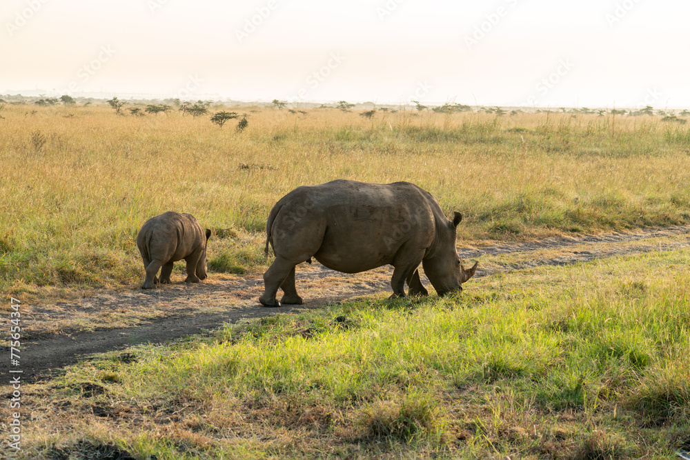 baby rhino follows its mother. Rhinos eat dry grass in Nairobi National Park. Kenya. wild African nature baby rhino follows its mother. Rhinos eat dry grass in Nairobi National Park. Kenya. wild African nature