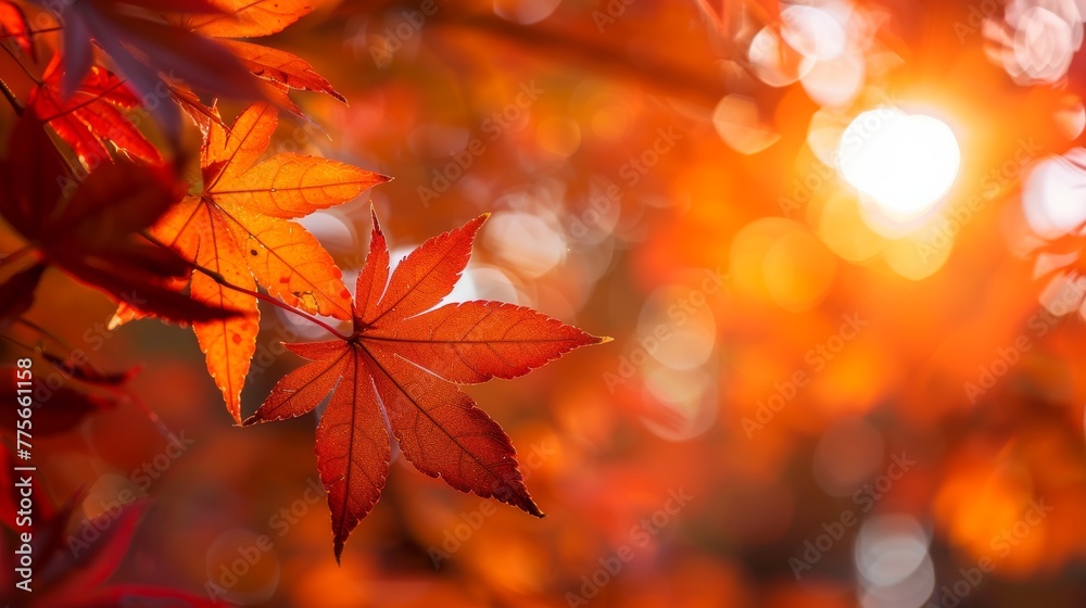 Autumn maple leaves in sunlight with bokeh background, selective focus Autumn maple leaves in sunlight with bokeh background, selective focus