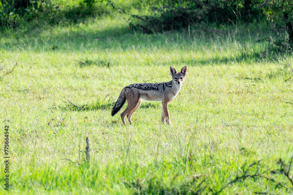 Black-backed jackal Lupulella mesomelas looking for food and a drink at a waterhole in a Game Reserve Black-backed jackal Lupulella mesomelas looking for food and a drink at a waterhole in a Game Reserve