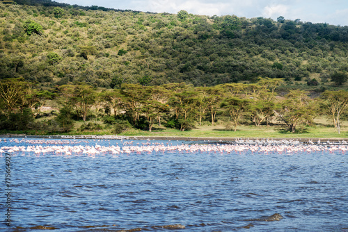 Africa. Kenya. Lake Nakuru. Flamingo. Flock of flamingos. nature of Kenya. Birds of Africa.