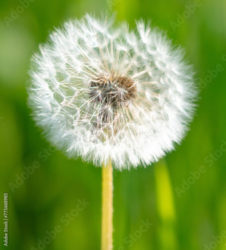 Fluffy dandelions in nature in spring