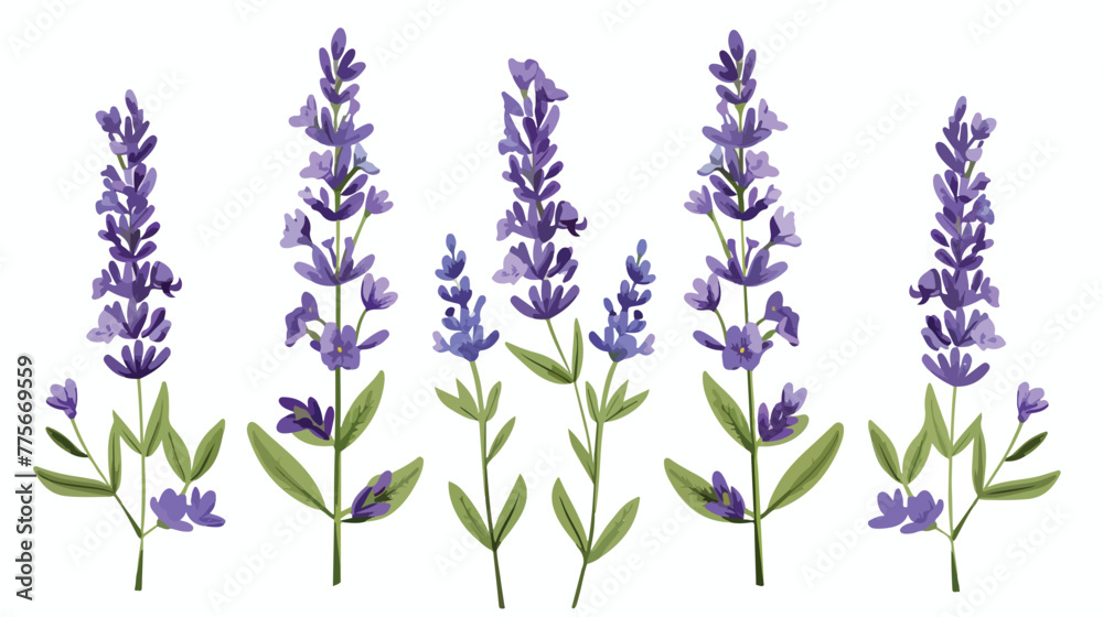 Lavender icon clipart isolated vector illustration