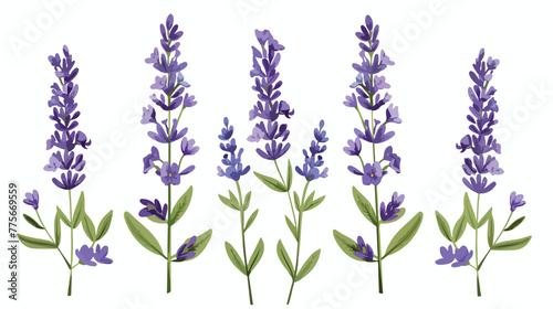 Lavender icon clipart isolated vector illustration