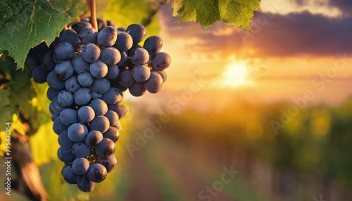 Capturing the Essence of Ripe Blue Grapes