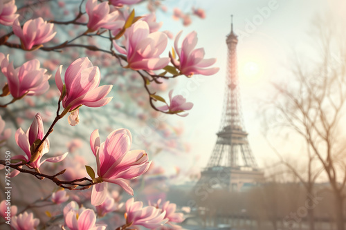 Pink magnolia flowers in full bloom with Eiffel tower in the background. Early spring in Paris  France.