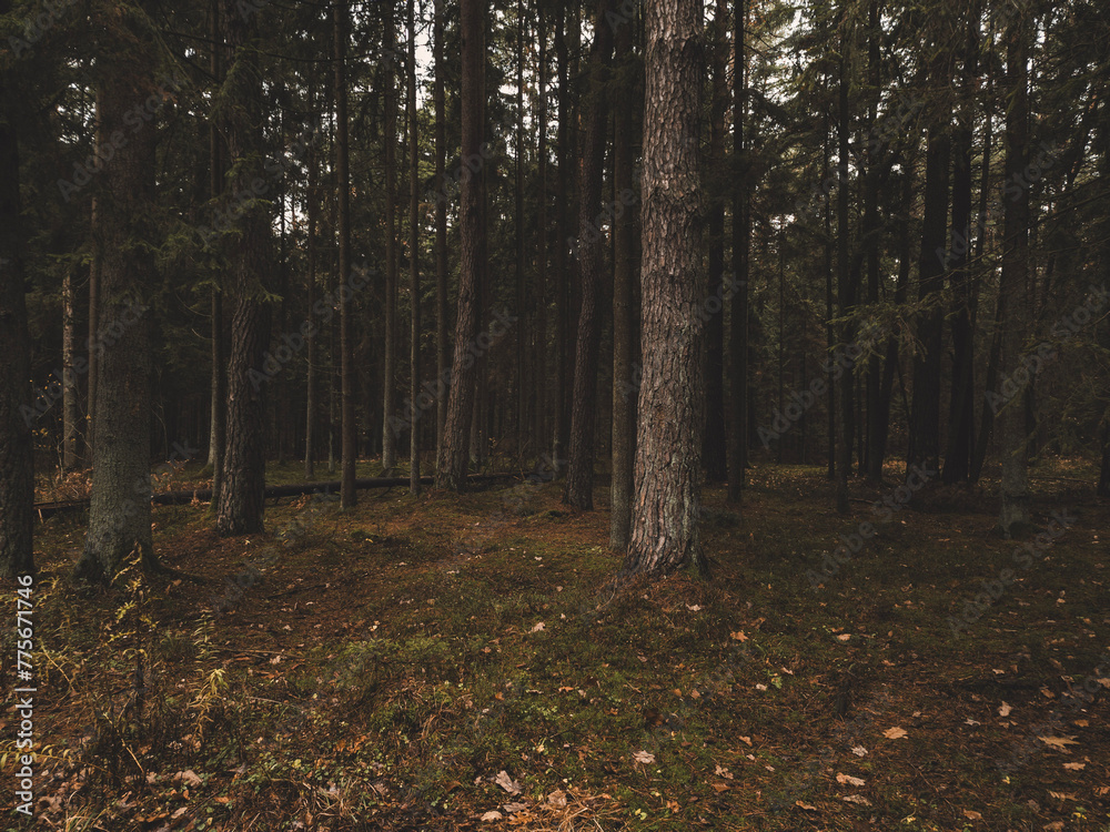 Obraz premium autumn in the forest