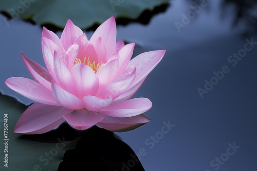 Pink blooming water lily flower on the surface of water. generative AI