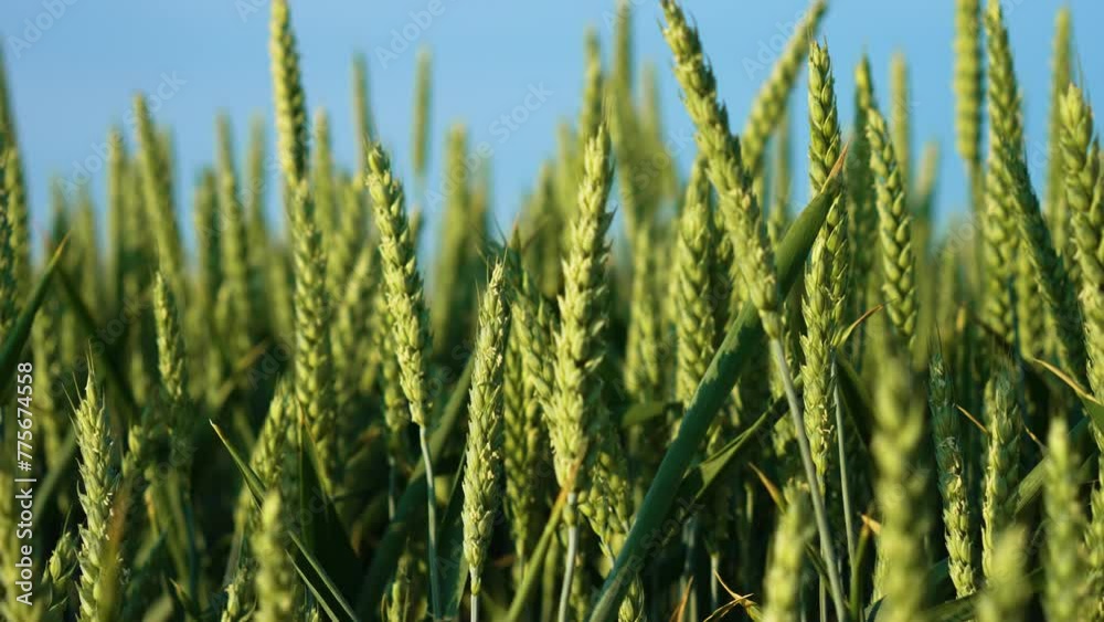Grain agricultural field at farming countryside. Wheat crops growth under blue sky close up. Farmland, farm, countryside landscape Grain agricultural field at farming countryside. Wheat crops growth under blue sky close up. Farmland, farm, countryside landscape