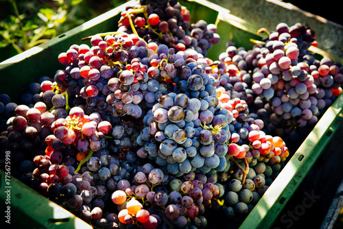 Harvest of Grapes basket – Italian Vineyard on Mount Etna, Sicily – "Nerello Cappuccio" Wine