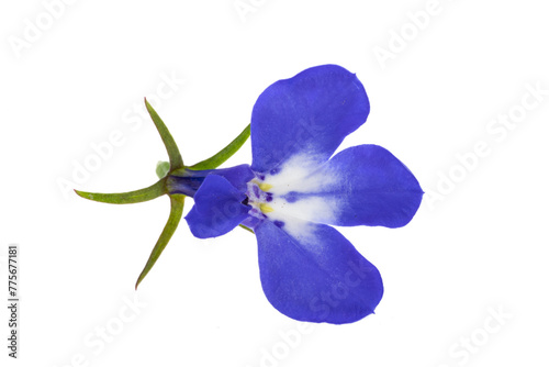 Photos blue lobelia