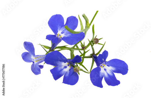 blue lobelia