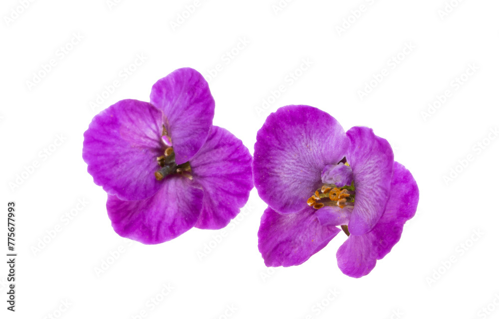 lobularia flowers isolated