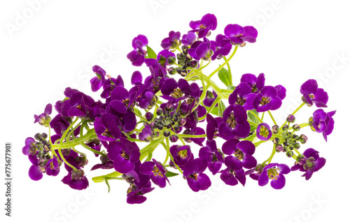 lobularia flowers isolated photo