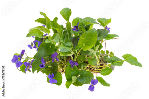 forest violet flowers isolated